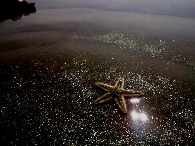 starfish at Beach
